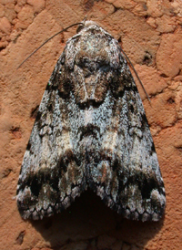 False Underwing